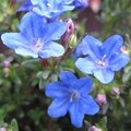 Lithodora diffusa - Lithodore diffusa