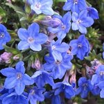 Lithodora diffusa - Lithodore diffusa