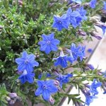 Lithodora diffusa - Lithodore diffusa