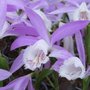 Pléione formosana - Orchidée
