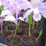 Pléione formosana - Orchidée