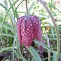 Fritillaria meleagris - Fritillaire