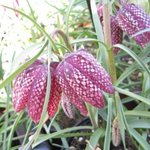 Fritillaria meleagris - Fritillaire