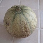 Melon - Cucumis melo