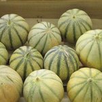 Melon - Cucumis melo