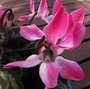 Cyclamen persicum - Cyclamen de Perse - Cyclamen des fleuristes