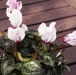 Cyclamen persicum - Cyclamen de Perse - Cyclamen des fleuristes