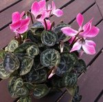 Cyclamen persicum - Cyclamen de Perse - Cyclamen des fleuristes