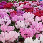 Cyclamen persicum - Cyclamen de Perse - Cyclamen des fleuristes