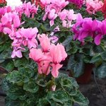 Cyclamen persicum - Cyclamen de Perse - Cyclamen des fleuristes