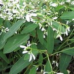 Euphorbe hypericifolia 'Diamond Frost' - Euphorbia