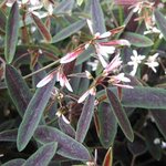 Euphorbe hypericifolia 'Breathless Blush'- Euphorbia