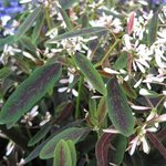 Euphorbe hypericifolia 'Breathless Blush'- Euphorbia
