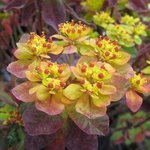 Euphorbia polychroma 'Bonfire' - Euphorbe