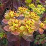 Euphorbia polychroma 'Bonfire' - Euphorbe