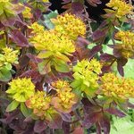 Euphorbia polychroma 'Bonfire' - Euphorbe