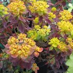 Euphorbia polychroma 'Bonfire' - Euphorbe