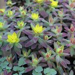 Euphorbia polychroma 'Bonfire' - Euphorbe