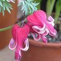 Coeur de Marie - Dicentra 'Burning Hearts'