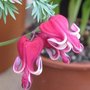 Coeur de Marie - Dicentra 'Burning Hearts'