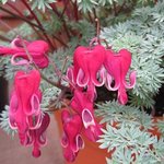 Coeur de Marie - Dicentra 'Burning Hearts'