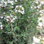 Mertensia maritima