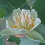 Tulipier de Virginie - Liriodendron tulipifera