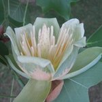 Tulipier de Virginie - Liriodendron tulipifera