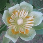 Tulipier de Virginie - Liriodendron tulipifera