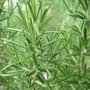 Romarin - Rosmarinus officinalis