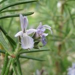 Romarin - Rosmarinus officinalis