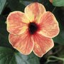 Thunbergia alata 'African Sunset' - Suzanne