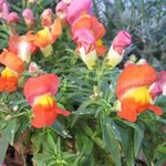 Gueule de loup - Muflier - Antirrhinum