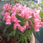 Gueule de loup - Muflier - Antirrhinum