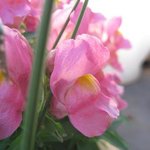 Gueule de loup - Muflier - Antirrhinum