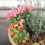 Gueule de loup - Muflier - Antirrhinum