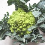 Chou-fleur 'Romanesco'