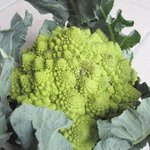 Chou-fleur 'Romanesco'