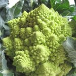 Chou-fleur 'Romanesco'