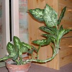 Dieffenbachia