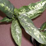 Dieffenbachia