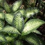 Dieffenbachia