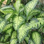 Dieffenbachia