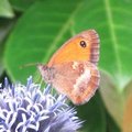 Amaryllis - Papillon