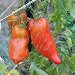 Tomate 'Andine Cornue'