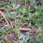 Pourpier sauvage - Portulaca oleracea