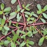 Pourpier sauvage - Portulaca oleracea