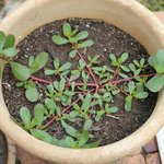 Pourpier sauvage - Portulaca oleracea