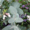 Eucalyptus gunnii - Gommier