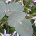 Eucalyptus gunnii - Gommier